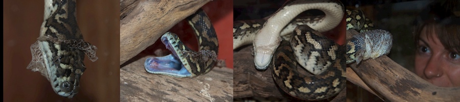 Monty-python-sheds-his-skin