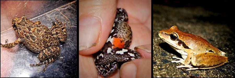 tusked-frog-stony-creek-frog-Queensland-wildlife-Nightfall-wilderness-camp-lamington-national-park
